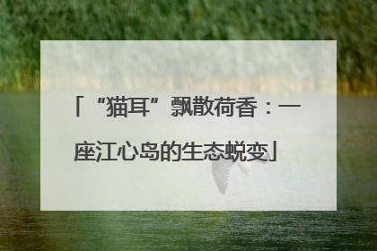 “猫耳”飘散荷香：一座江心岛的生态蜕变