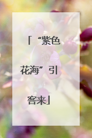 “紫色花海”引客来