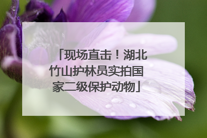 现场直击！湖北竹山护林员实拍国家二级保护动物