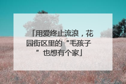 用爱终止流浪，花园街区里的“毛孩子”也想有个家
