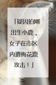 疑因拍刚出生小鹿，女子在市区内遭梅花鹿攻击！