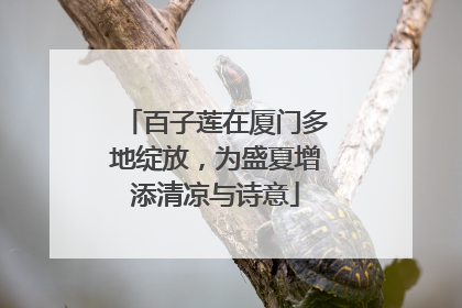 百子莲在厦门多地绽放，为盛夏增添清凉与诗意
