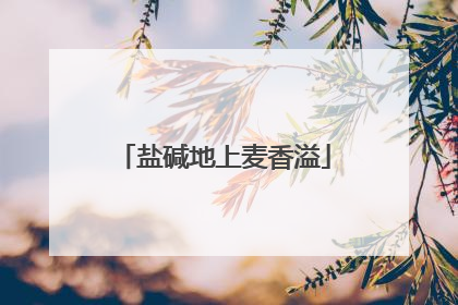 盐碱地上麦香溢