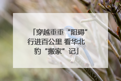 穿越重重“阻碍”行进百公里 看华北豹“搬家”记