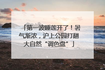第一波睡莲开了！暑气渐浓，沪上公园打翻大自然“调色盘”