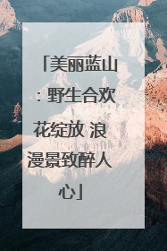美丽蓝山：野生合欢花绽放 浪漫景致醉人心