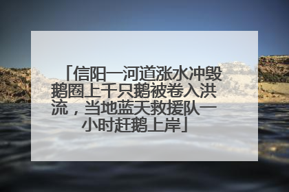 信阳一河道涨水冲毁鹅圈上千只鹅被卷入洪流，当地蓝天救援队一小时赶鹅上岸