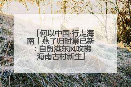 何以中国·行走海南丨燕子归时巢已新：自贸港东风吹拂 海南古村新生