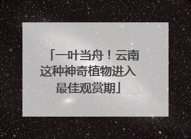 一叶当舟！云南这种神奇植物进入最佳观赏期