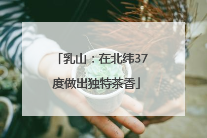 乳山：在北纬37度做出独特茶香