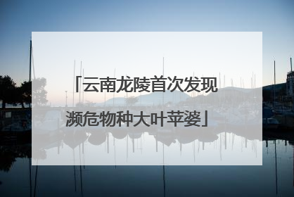 云南龙陵首次发现濒危物种大叶苹婆
