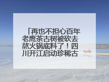 再也不担心百年老鹰茶古树被砍去熬火锅底料了！四川开江启动珍稀古茶树专项保护