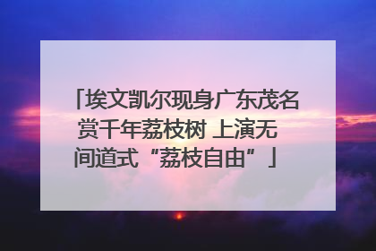 埃文凯尔现身广东茂名 赏千年荔枝树 上演无间道式“荔枝自由”