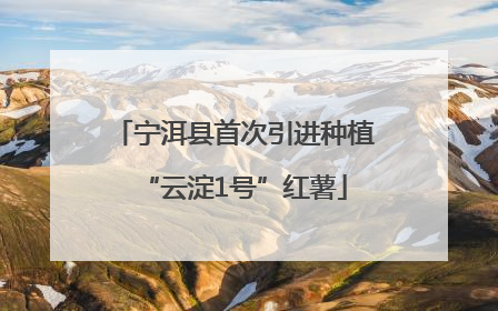 宁洱县首次引进种植“云淀1号”红薯