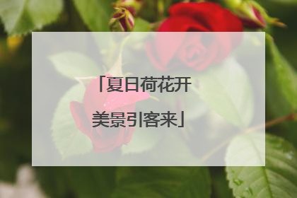 夏日荷花开 美景引客来