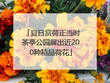 夏日赏荷正当时 茶亭公园展出近200种精品荷花