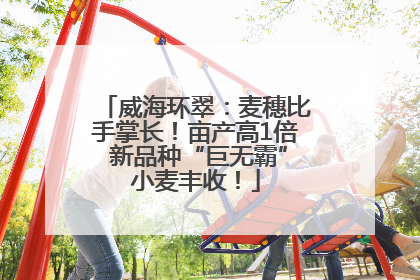 威海环翠：麦穗比手掌长！亩产高1倍 新品种“巨无霸”小麦丰收！