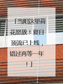 当阳这里荷花怒放！夏日顶流已上线，错过再等一年！