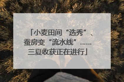小麦田间“选秀”、蚕房变“流水线”……三夏收获正在进行