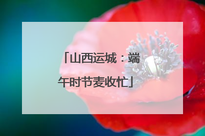 山西运城：端午时节麦收忙