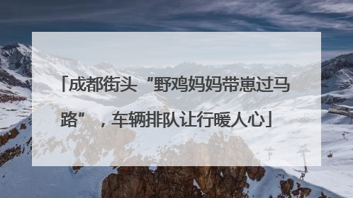 成都街头“野鸡妈妈带崽过马路”，车辆排队让行暖人心