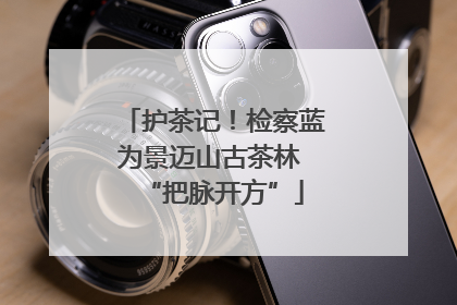 护茶记！检察蓝为景迈山古茶林 “把脉开方”