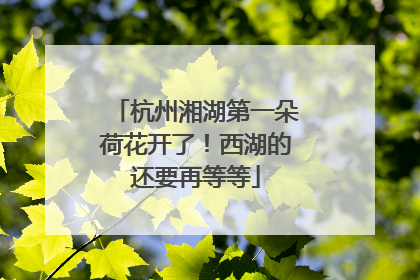 杭州湘湖第一朵荷花开了！西湖的还要再等等