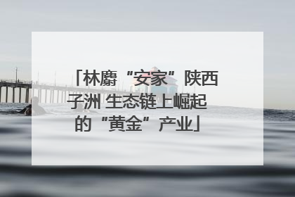 林麝“安家”陕西子洲 生态链上崛起的“黄金”产业