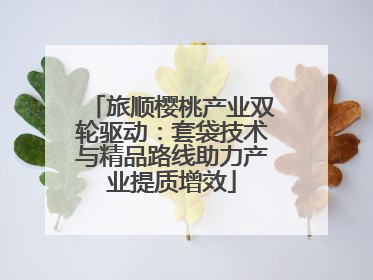旅顺樱桃产业双轮驱动：套袋技术与精品路线助力产业提质增效