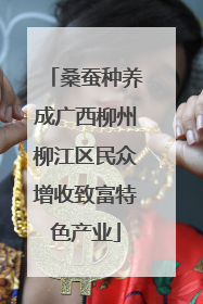 桑蚕种养成广西柳州柳江区民众增收致富特色产业