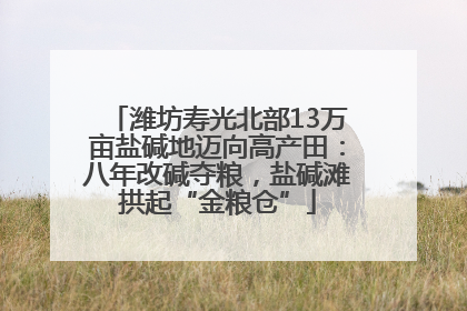潍坊寿光北部13万亩盐碱地迈向高产田：八年改碱夺粮，盐碱滩拱起“金粮仓”