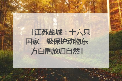 江苏盐城：十六只国家一级保护动物东方白鹳放归自然