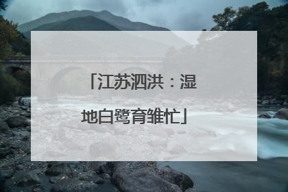 江苏泗洪：湿地白鹭育雏忙