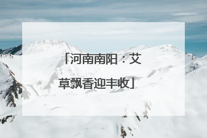 河南南阳：艾草飘香迎丰收