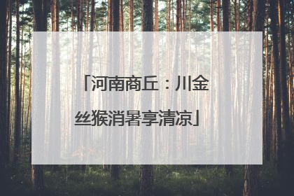 河南商丘：川金丝猴消暑享清凉