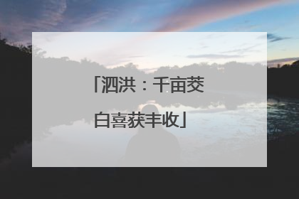 泗洪：千亩茭白喜获丰收