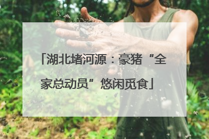 湖北堵河源：豪猪“全家总动员”悠闲觅食
