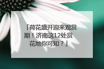荷花盛开迎来观赏期！济南这12处赏花地你可知？
