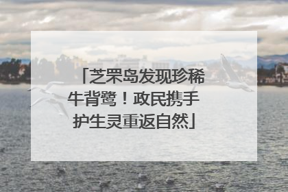 芝罘岛发现珍稀牛背鹭！政民携手护生灵重返自然