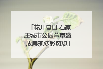 花开夏日 石家庄城市公园萱草盛放展现多彩风貌