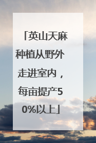 英山天麻种植从野外走进室内，每亩提产50%以上