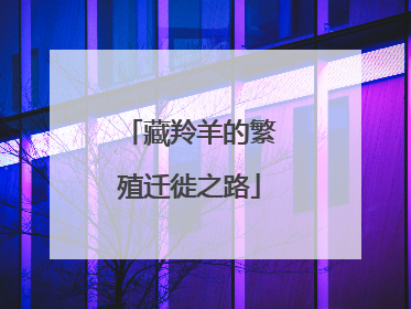 藏羚羊的繁殖迁徙之路