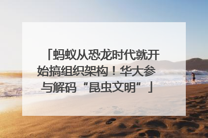 蚂蚁从恐龙时代就开始搞组织架构！华大参与解码“昆虫文明”