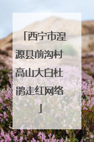 西宁市湟源县前沟村高山大白杜鹃走红网络
