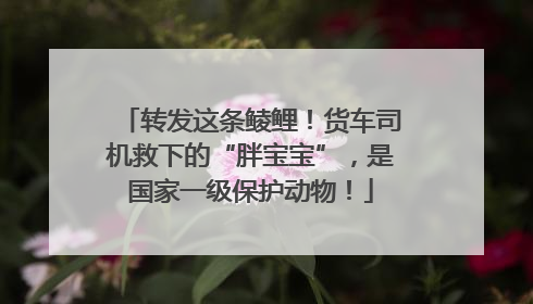 转发这条鲮鲤！货车司机救下的“胖宝宝”，是国家一级保护动物！