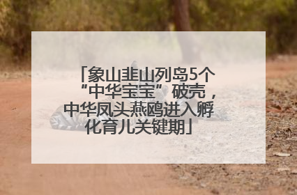 象山韭山列岛5个“中华宝宝”破壳，中华凤头燕鸥进入孵化育儿关键期