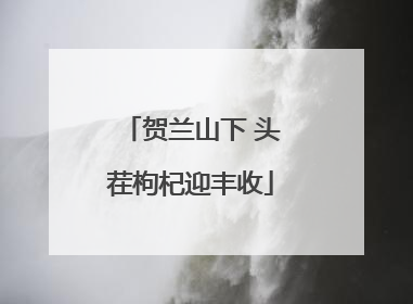 贺兰山下 头茬枸杞迎丰收