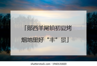 郧西羊尾镇初夏烤烟地里好“丰”景