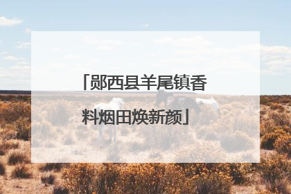 郧西县羊尾镇香料烟田焕新颜