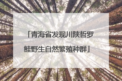 青海省发现川陕哲罗鲑野生自然繁殖种群